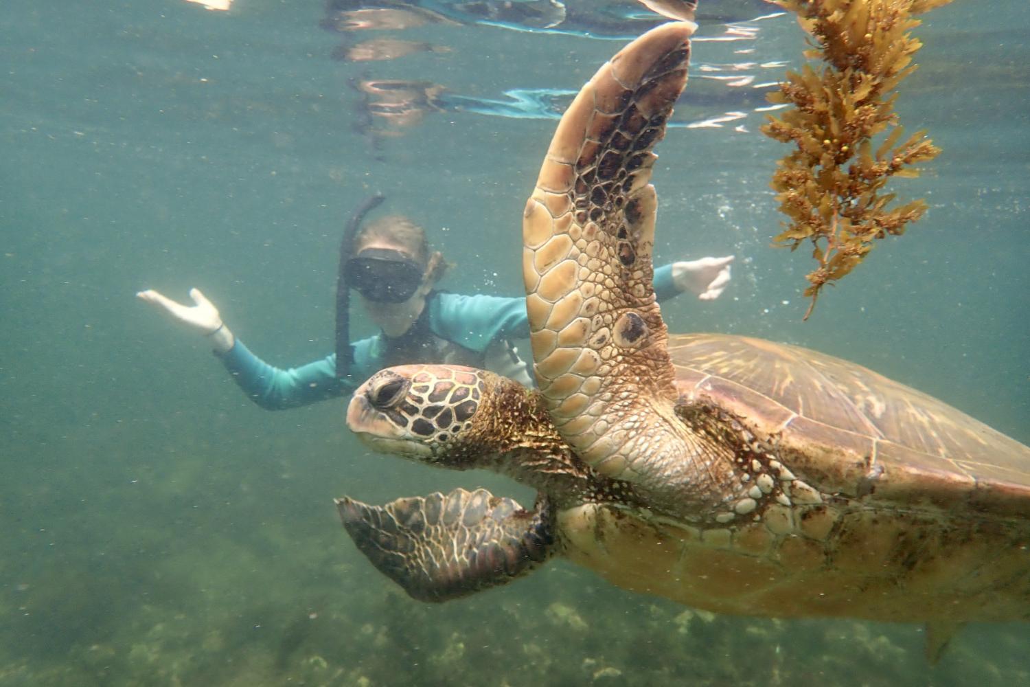 一名<a href='http://jigs.ngskmc-eis.net'>全球十大赌钱排行app</a>学生在Galápagos群岛游学途中与一只巨龟游泳.